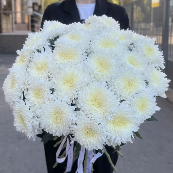 Хризантема белая